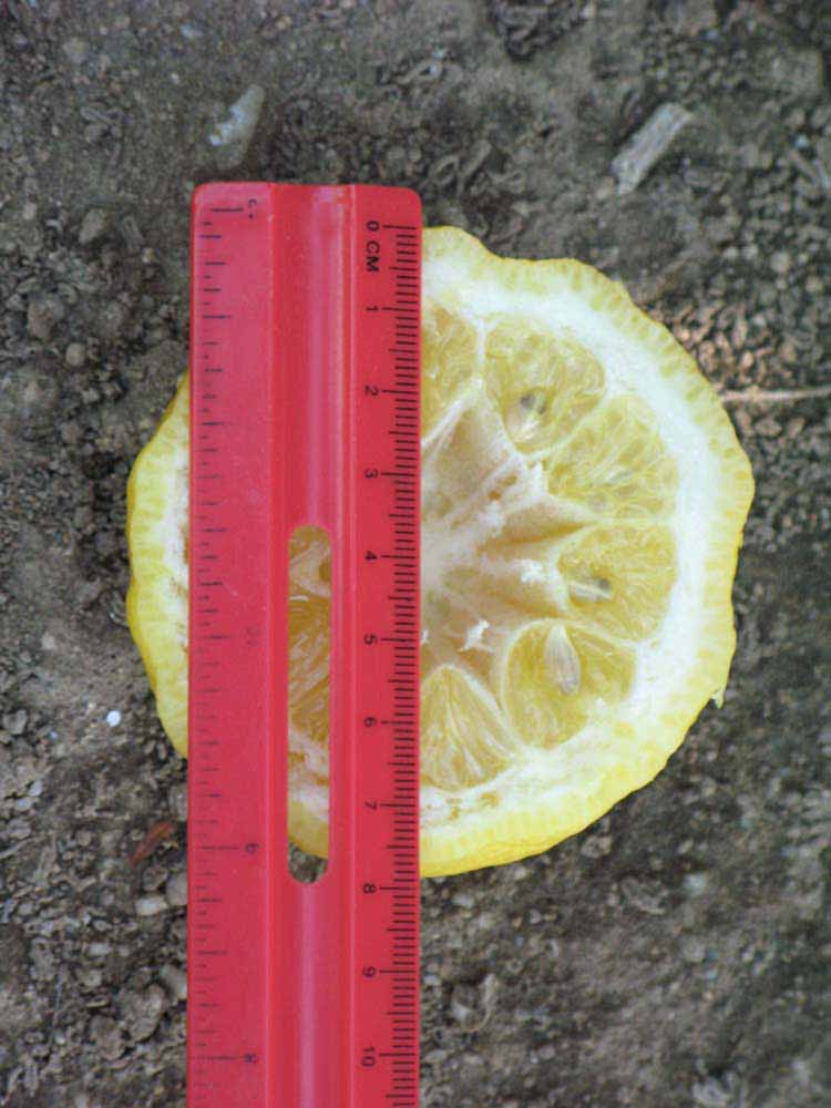            Fruit cross-section (South African, Riverside, CA)   